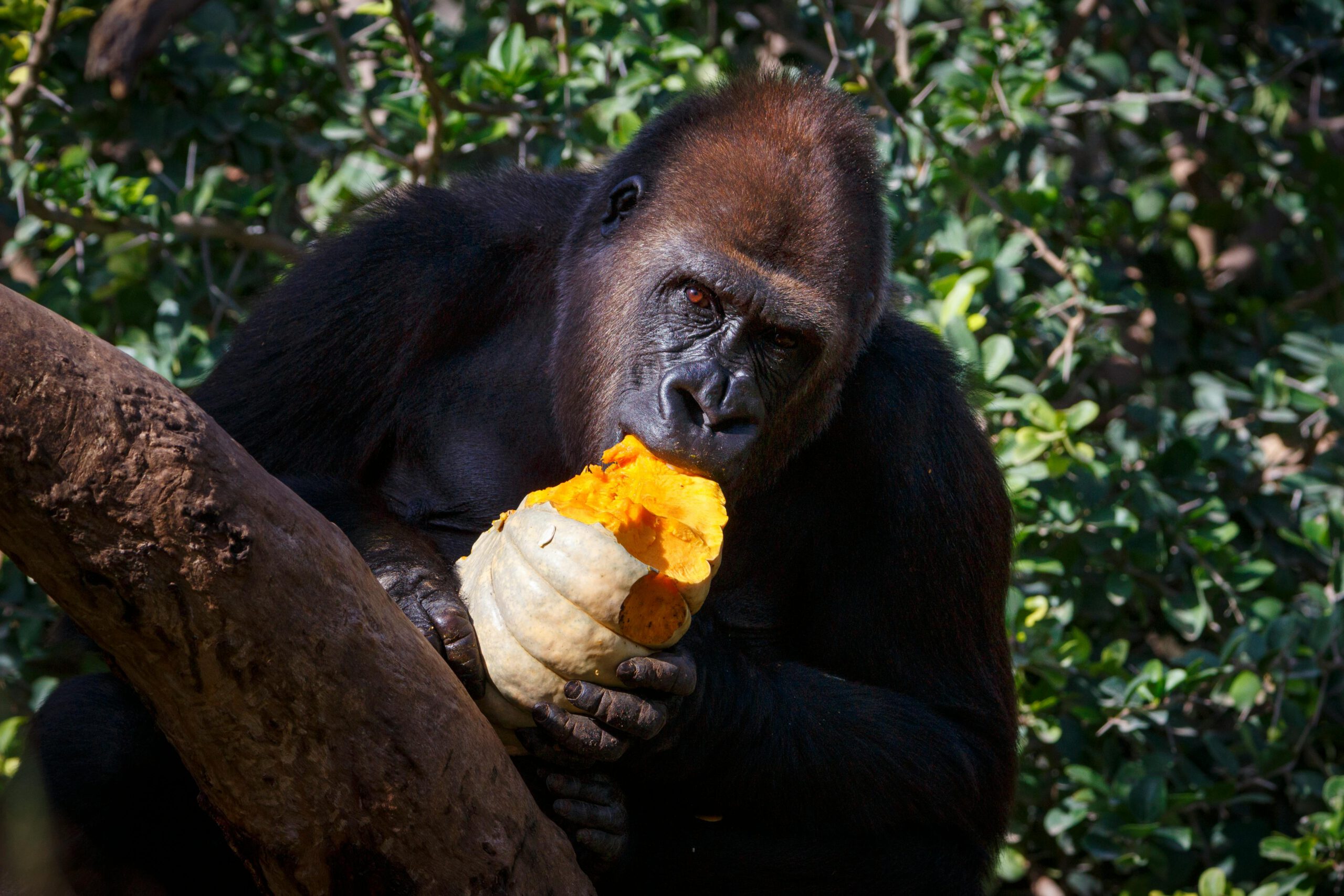Ein Gorilla genießt einen Kürbissnack im Grünen in der freien Natur.