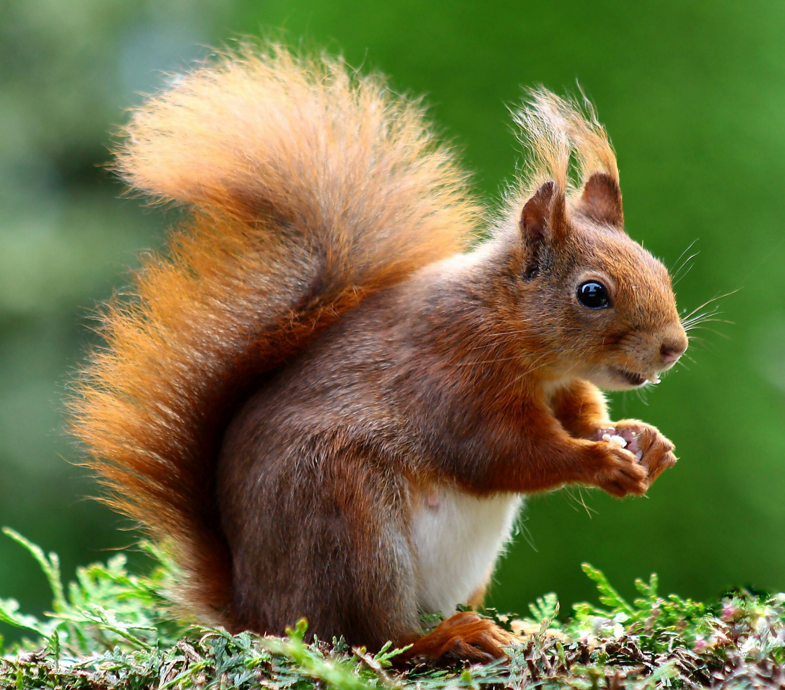 Braunes Eichhörnchen